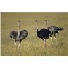 Image 1 : 1 Hunters - 7 Day Safari – 1 x Nyala Bull and 1 x Ostrich Female - On The Ranch Safaris