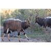 Image 3 : 1 Hunters - 7 Day Safari – 1 x Nyala Bull and 1 x Ostrich Female - On The Ranch Safaris