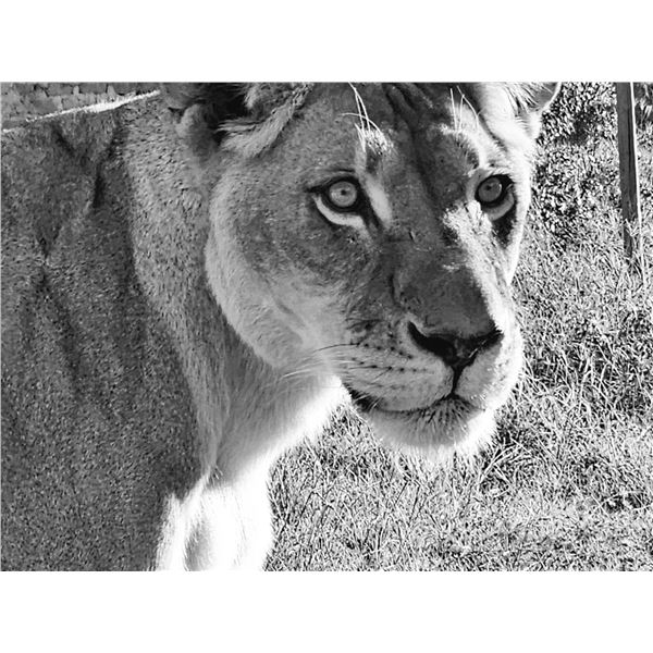 6 night 7 days Kruger Park luxurious safari for 2 Adults sharing - Escape2Africa