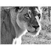 Image 1 : 6 night 7 days Kruger Park luxurious safari for 2 Adults sharing - Escape2Africa