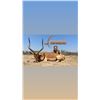 Image 3 : 4 Buddy Hunting package - Sabudawn Safaris