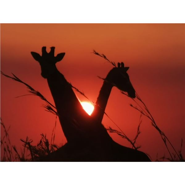 Photograpic African Explorer - For 1 Couple - Sadaka Safaris