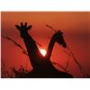 Image 1 : Photograpic African Explorer - For 1 Couple - Sadaka Safaris