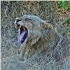 Image 3 : Photograpic African Explorer - For 1 Couple - Sadaka Safaris