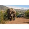 Image 5 : 7 Nights, 4 trophy animals+ day excursion @ the World Famous Sun City resort and casino - El Roi Saf
