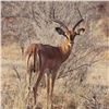 Image 3 : Create your dream Safari - Starter Package