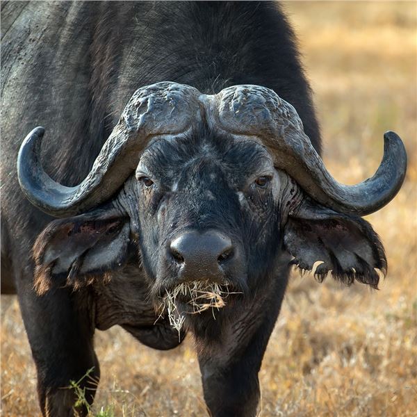 Hunt the Beauty and the Beast in one epic Safari adventure.