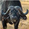Image 1 : Hunt the Beauty and the Beast in one epic Safari adventure.