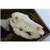 Image 3 : Framed Animal Bone Art - Pig Skull - 11" x 16"