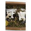 Image 4 : Framed Animal Bone Art - Cow Cervical Vertebra- 11" x 8"