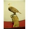 Image 3 : Eagle with body made from bone, head and tail and claws made from ivory mounted on jaw bone- 12-1/2"