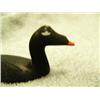 Image 2 : CHOICE on 5: 3.5" birds by Al Mayac -  White winged Scoter (2)
