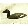 Image 5 : CHOICE on 5: 3.5" birds by Al Mayac -  White winged Scoter (2)