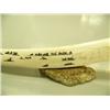 Image 3 : Walrus tusk scrimshawed with 30+ walrus, 3 surfacing whales, and 2 polar bears mounted on bone by Qa