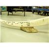 Image 8 : Walrus tusk scrimshawed with 30+ walrus, 3 surfacing whales, and 2 polar bears mounted on bone by Qa