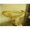 Image 2 : CHOICE on 2 whale bone whales by Michael Scott: 16"  (2)