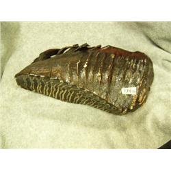 CHOICE on 2 lacquered mammoth teeth (86)