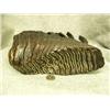 Image 2 : CHOICE on 2 lacquered mammoth teeth (86)