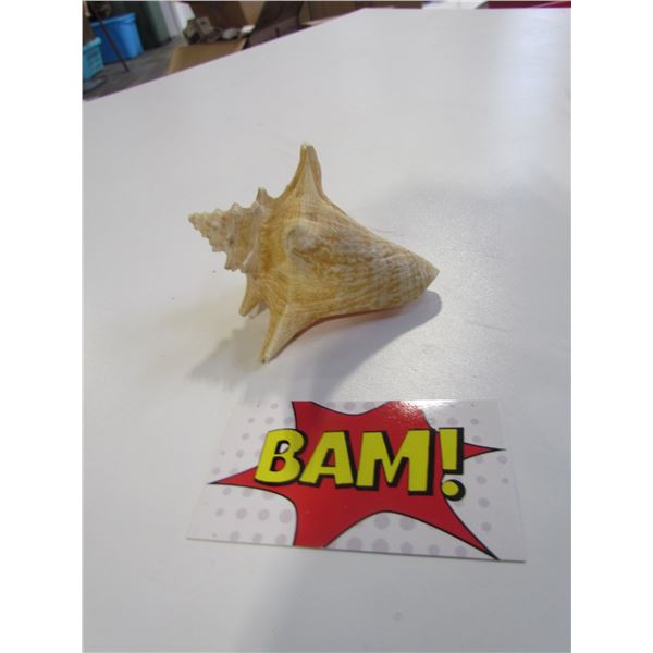 Conch Shell