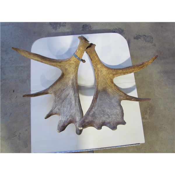 Moose Antlers