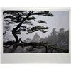 Image 2 : Yann Layma Hua Shan Sacred Mountain Shaanxi China Asian Tree Nature