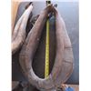 Image 2 : pair of 24" heavy horse collars
