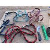 Image 1 : reins , halters , hoof picks , brushes
