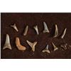 Image 1 : 12 SHARKS TEETH ODONTASPIS MIOCENE ERA 23.03-