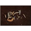 Image 2 : 12 SHARKS TEETH ODONTASPIS MIOCENE ERA 23.03-