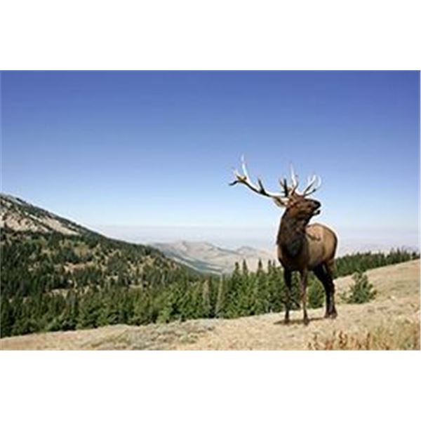 Wyoming Game and Fish Commissioner Tag