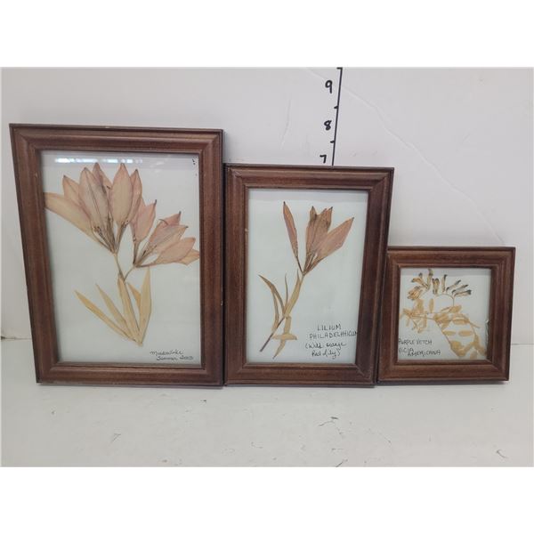 Estate Lot of 3 Pretty Pressed Flowers (framed)