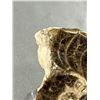 Image 2 : Ammonite Othoceras Fossil Plaque MSRP $480.00