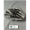 Image 1 : 6.5" Orthoceras Fossil Specimen. MSRP $680.00