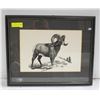 Image 1 : VTG BLACK N WHITE PICTURE OF MOUNTAIN SHEEP