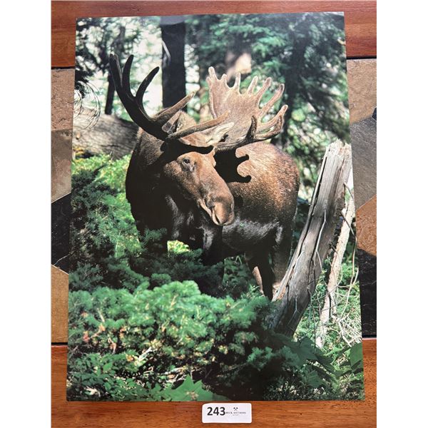 Vintage Wildlife Poster #4 Bull Moose (Forest) 1978 by Stewart Cassidy