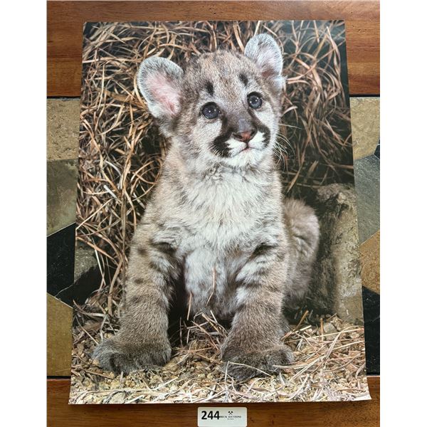 Vintage Wildlife Poster #37 Mountain Lion Cub 1979 by Stewart Cassidy