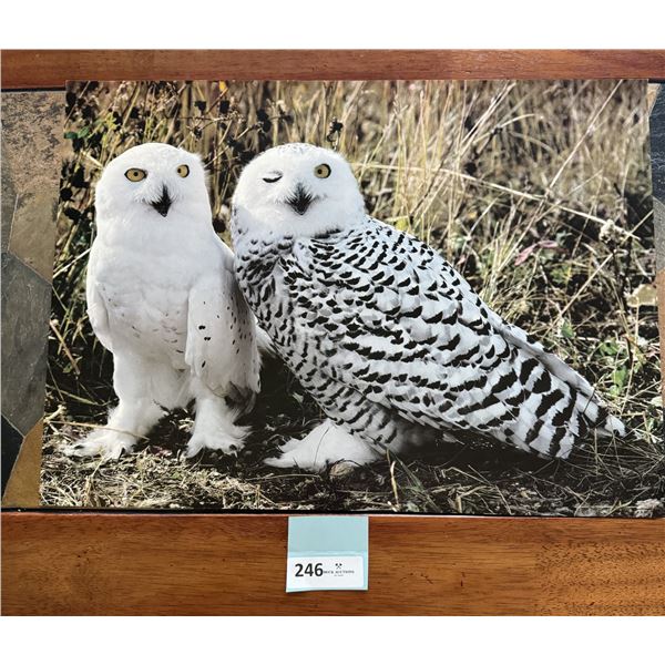 Vintage Wildlife Poster #11 Snowy Owls 1978 by Stewart Cassidy