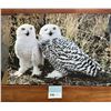Image 1 : Vintage Wildlife Poster #11 Snowy Owls 1978 by Stewart Cassidy