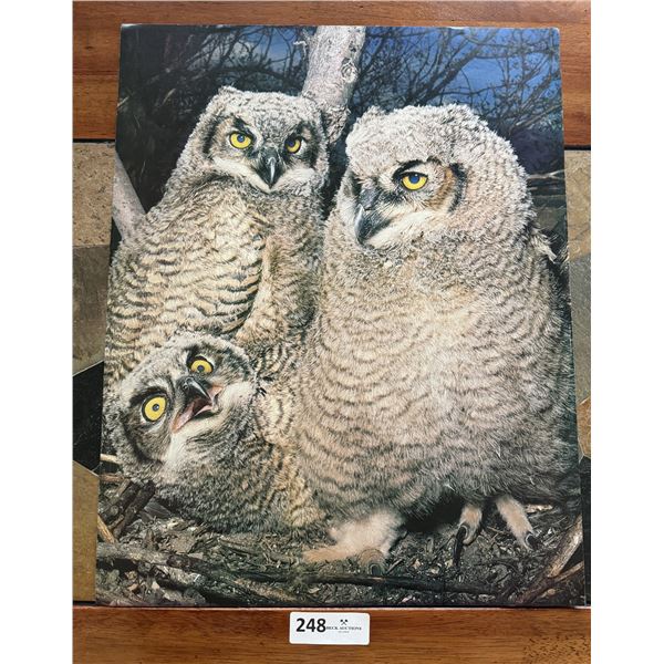 Owls Poster