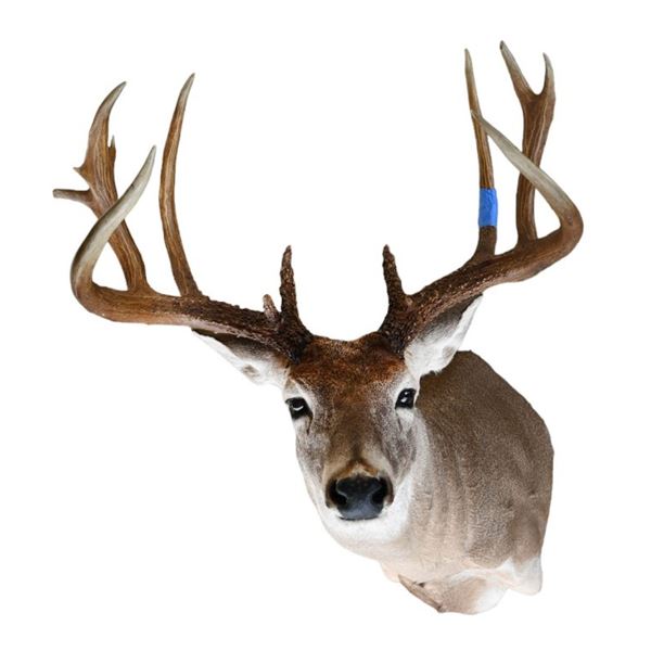 Whitetail Deer Taxidermy Mount