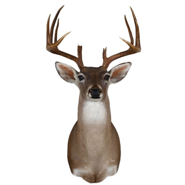 Whitetail Deer Taxidermy Mount