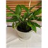 Image 1 : Potted Peace Lily Live Plant (Needs Love)