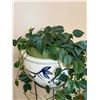 Image 1 : Potted Live Vine Plant with Metal Stand (Needs Love)