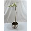 Image 1 : Potted House Plant (Needs Love)