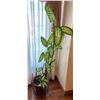 Image 1 : Potted Live Dieffenbachia Plant with Stand