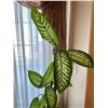 Image 2 : Potted Live Dieffenbachia Plant with Stand