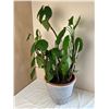 Image 1 : Potted Live House Plant