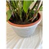 Image 2 : Potted Live House Plant