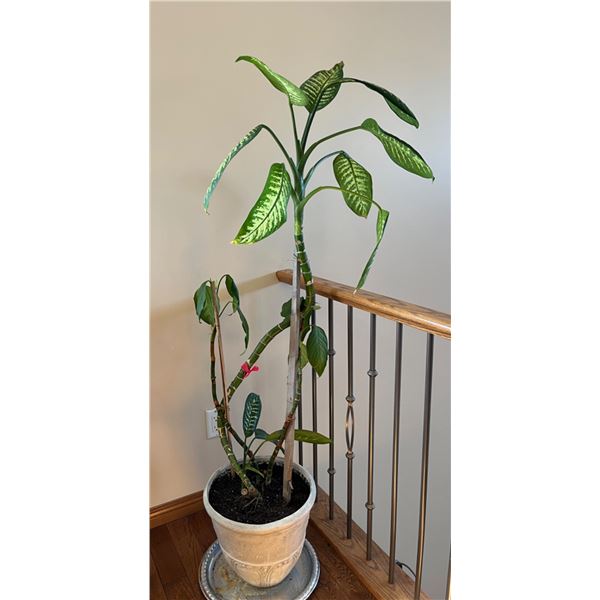 Potted Live Dieffenbachia Plant