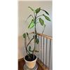 Image 1 : Potted Live Dieffenbachia Plant